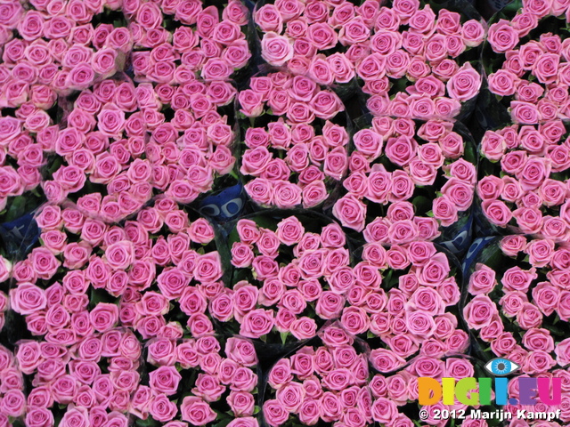SX23958 Pink roses Bloemenveiling Aalsmeer FloraHolland Flower Auction